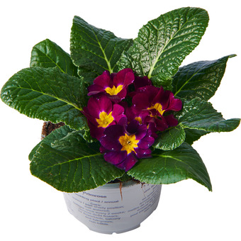 Dekamarkt Primula aanbieding