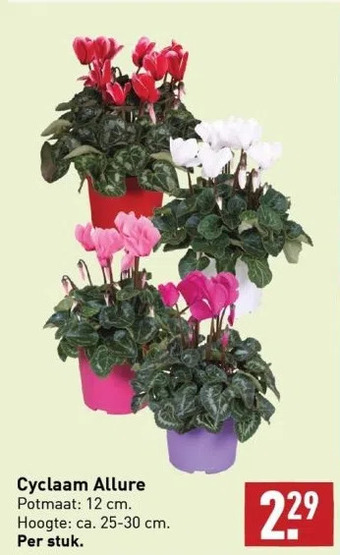 ALDI Cyclaam allure potmaat: 12 cm. hoogte: ca. 25-30 cm. per stuk. aanbieding