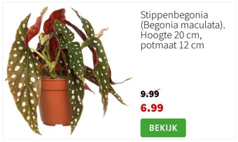 Intratuin Stippenbegonia (begonia maculata). hoogte 20 cm,  potmaat 12 cm aanbieding