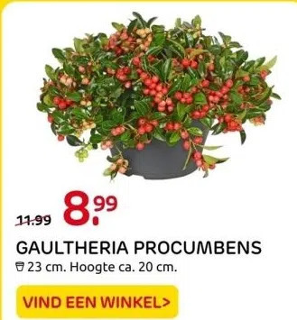 Praxis Gaultheria procumbens aanbieding