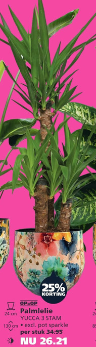 Ranzijn Palmlelie yucca 3 stam aanbieding