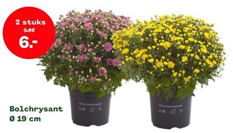 Welkoop Bolchrysant Ø 19 cm aanbieding