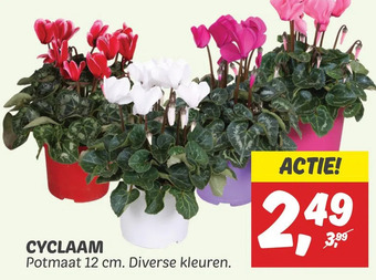 Dekamarkt Cyclaam aanbieding