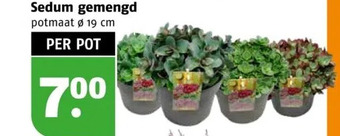 Poiesz Sedum gemengd aanbieding