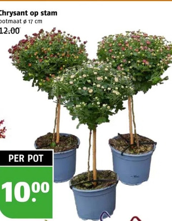 Poiesz Chrysant op stam aanbieding