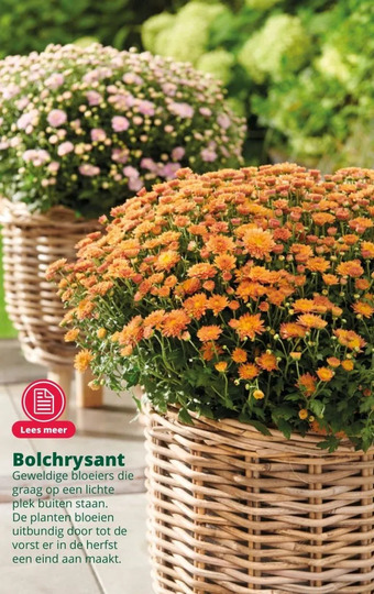 GroenRijk Bolchrysant aanbieding