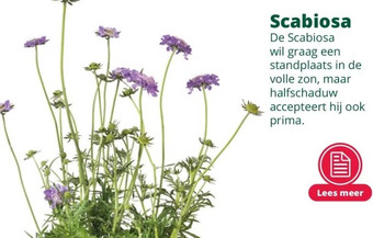 GroenRijk Scabiosa aanbieding