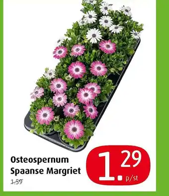 Tuincentrum Overvecht Osteospernum spaanse margriet aanbieding