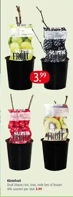 Tuincentrum Overvecht Kleinfruit druif blauw - wit, kiwi, rode bes of braam aanbieding
