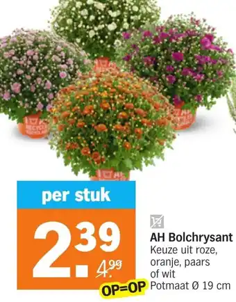 Albert Heijn AH Bolchrysant 19cm aanbieding