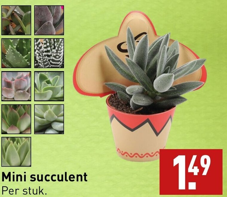 Mini succulent aanbieding bij ALDI