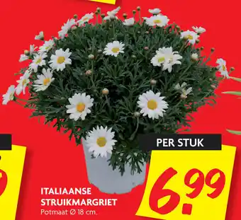 Dekamarkt Italiaanse struikmargriet aanbieding