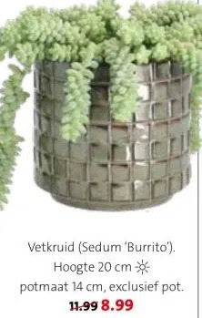 Intratuin Vetkruid (sedum 'burrito'). hoogte 20 cm-*potmaat 14 cm, exclusief pot. aanbieding