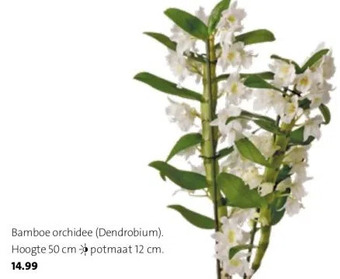 Intratuin Bamboe orchidee (dendrobium). aanbieding