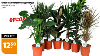 Poiesz Groene kamerplanten gemengd aanbieding