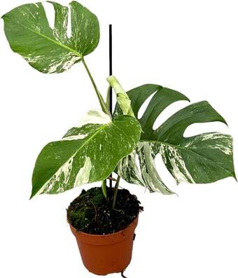 Intratuin Bonte gatenplant (monstera deliciosa 'variegata') d 17 h 60 cm aanbieding