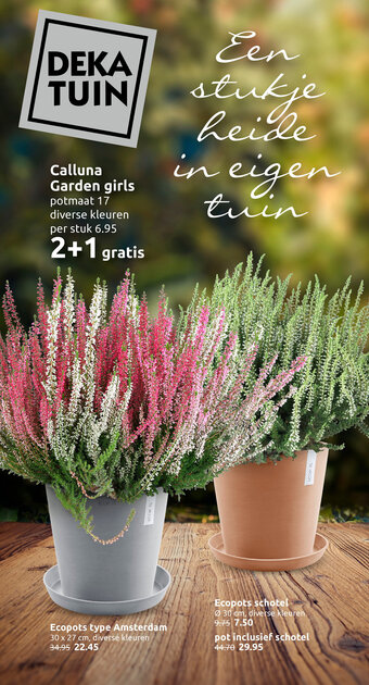 Deka Tuin Calluna Garden girls potmaat 17 aanbieding