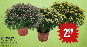ALDI Bolchrysant aanbieding