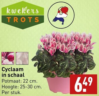 ALDI Cyclaam in schaal aanbieding