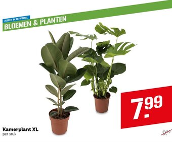 Coop Kamerplant XL aanbieding