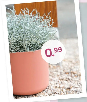 Coppelmans Zilvernoeltje aanbieding