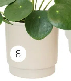 Coppelmans Pannekoekplant aanbieding