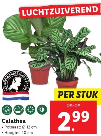 Lidl Calathea aanbieding