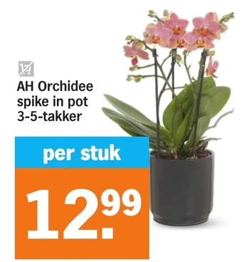 Albert Heijn AH Orchidee spike in pot 3-5-takker aanbieding