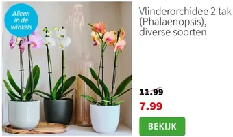 Intratuin Vlinderorchidee 2 tak (Phalaenopsis), aanbieding