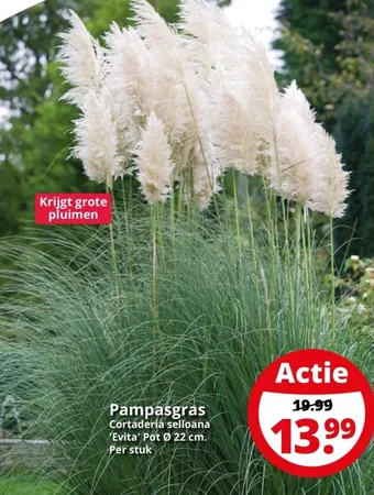 GroenRijk Pampasgras Cortaderia selloana 'Evita' Pot 22 cm aanbieding