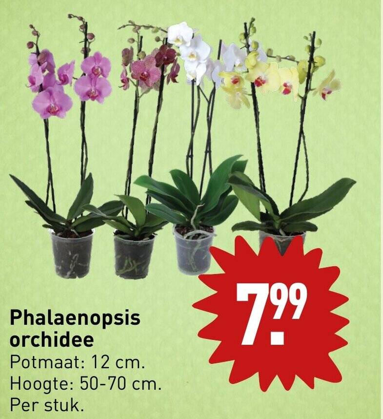 Phalaenopsis orchidee aanbieding bij ALDI