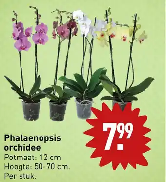 ALDI Phalaenopsis orchidee aanbieding