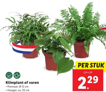 Lidl Klimplant of varen aanbieding