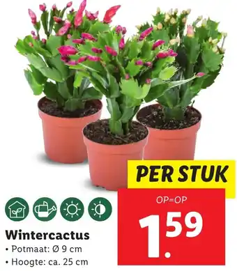 Lidl Wintercactus aanbieding