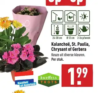 ALDI Kalanchoe, St. Paulia, Chrysant of Gerbera aanbieding