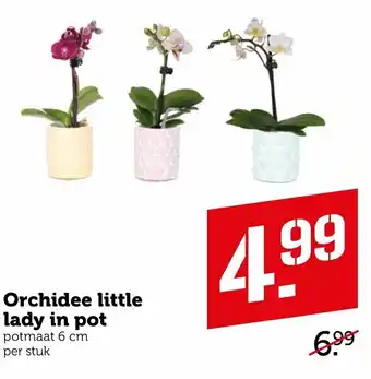 Coop Orchidee little lady in pot aanbieding