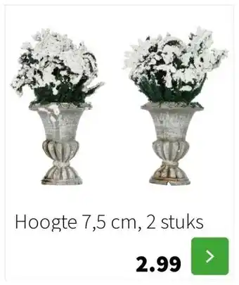 Intratuin Hoogte 7,5 cm, 2 stuks aanbieding