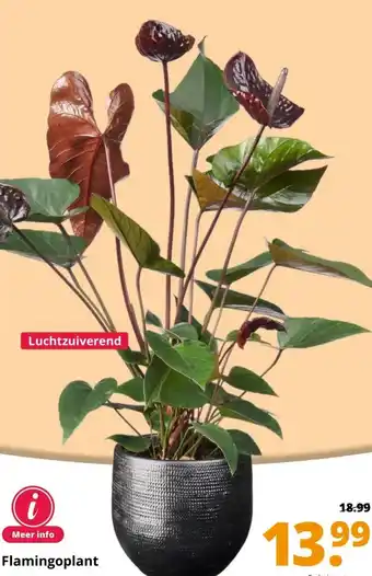 GroenRijk Flamingoplant aanbieding