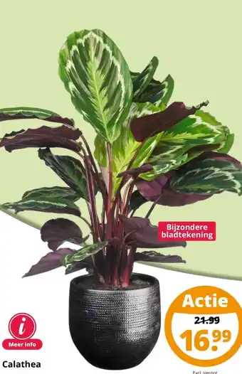 GroenRijk Calathea aanbieding