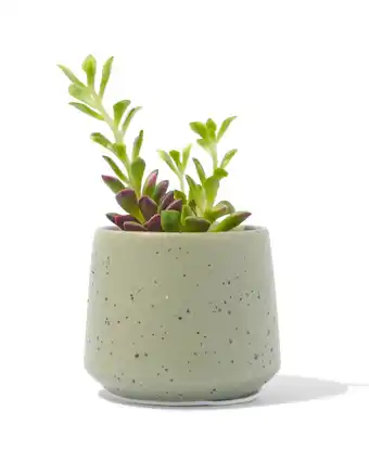 HEMA Hema aardewerk bloempot met spikkels ø6.5x7 (groen) aanbieding