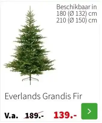 Intratuin Everlands Grandis Fir aanbieding