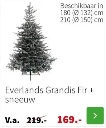 Intratuin Everlands Grandis Fir + sneeuw aanbieding