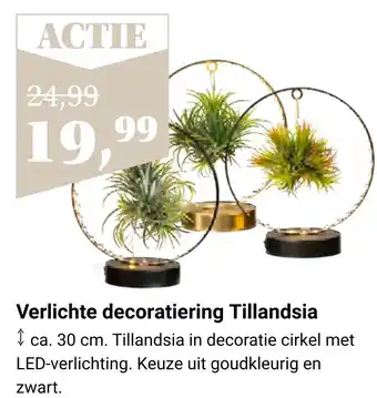 Tuincentrum Osdorp Verlichte decoratiering tillandsia aanbieding