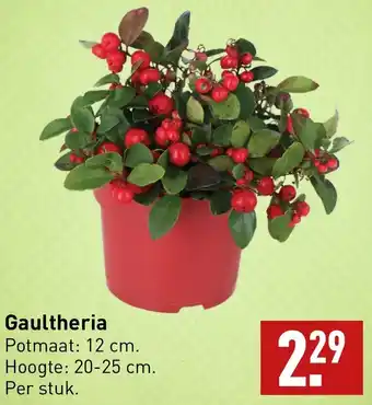 ALDI Gaultheria aanbieding