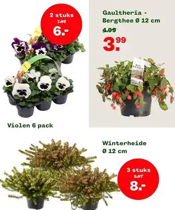 Welkoop Violen 6 pack aanbieding