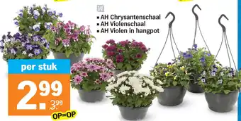 Albert Heijn Chrysantenschaal aanbieding