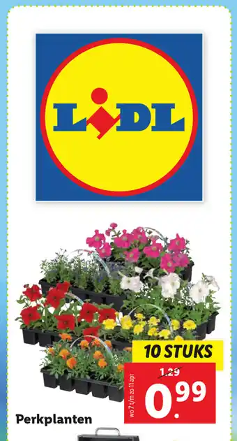 Lidl Perkplanten 10 st aanbieding