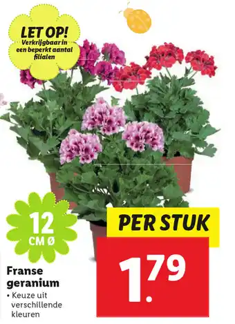 Lidl Franse geranium aanbieding