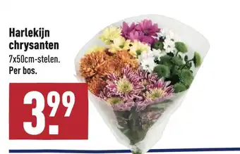 ALDI Harlekijn chrysanten aanbieding