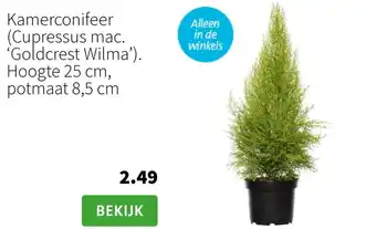 Intratuin Kamerconifeer (Cupressus mac. Goldcrest Wilma'). Hoogte 25 cm, potmaat 8,5 cm aanbieding